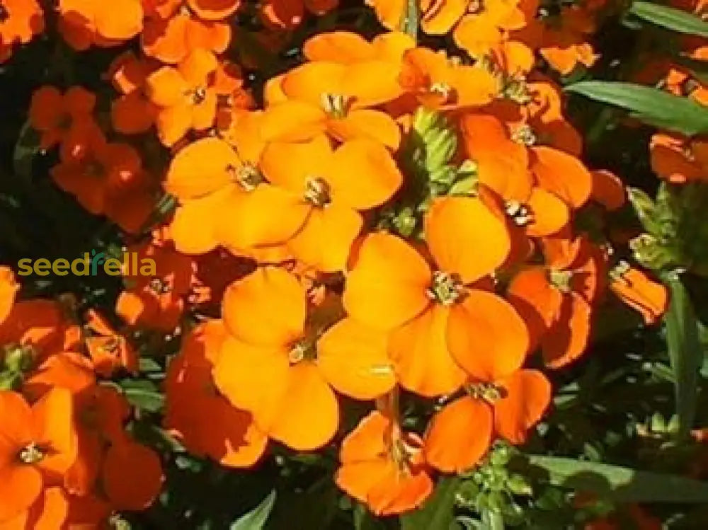 Erysimum Aliionii Seeds - Bright Orange Wallflower Planting Flower