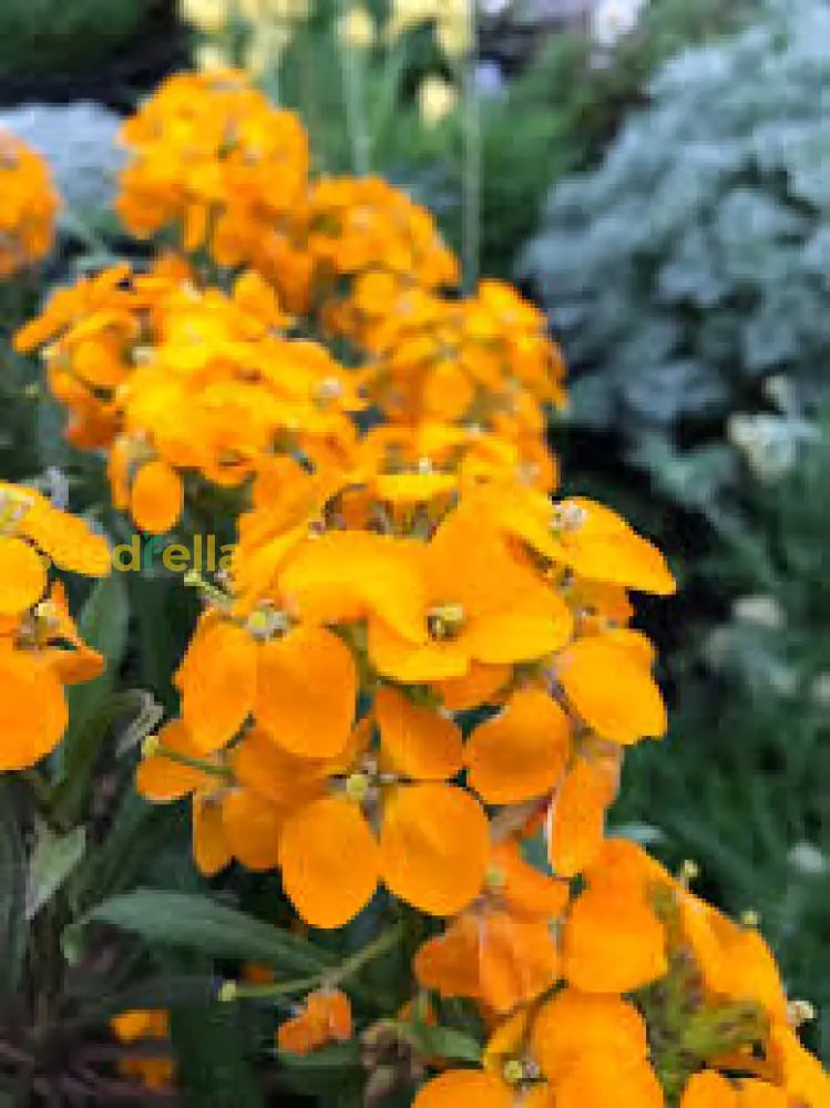 Erysimum Aliionii Seeds - Bright Orange Wallflower Planting Flower