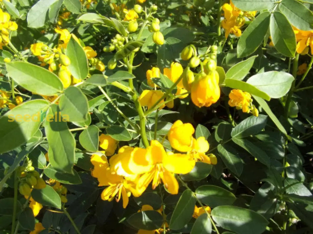 Erythrina Crista Galli Yellow Flower Seeds  Ideal For Planting