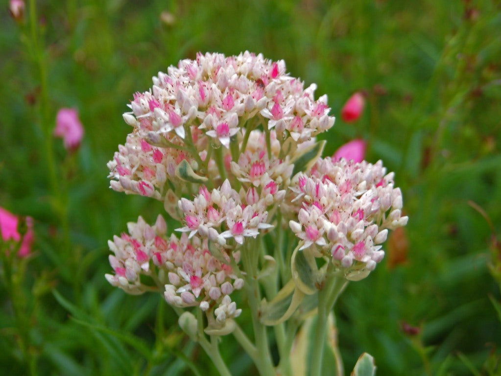 Erythrostictum Pink flower seeds for vibrant garden blooms
