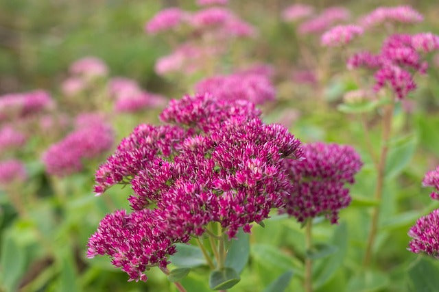 Erythrostictum Pink seeds for low-maintenance garden planting
