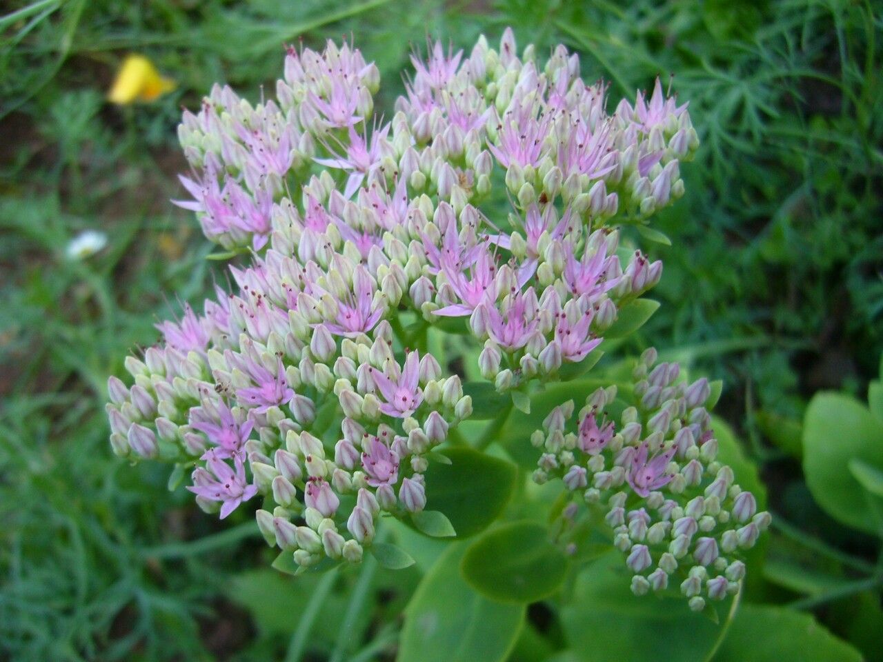 Erythrostictum Pink seeds for borders and garden beds

