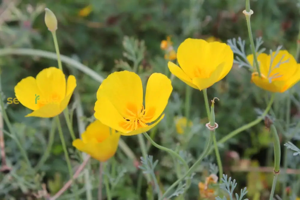 Eschscholzia Flower Seeds For Easy Planting