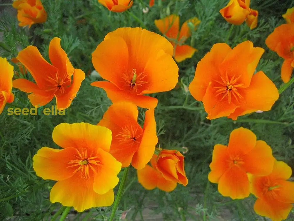 Eschscholzia seeds for beds and borders

