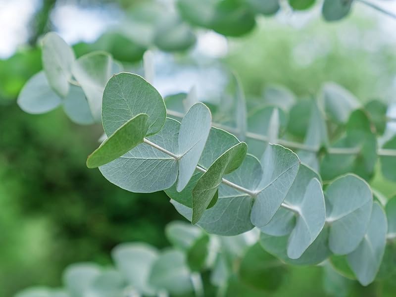 Eucalyptus gunnii seedlings sprouting