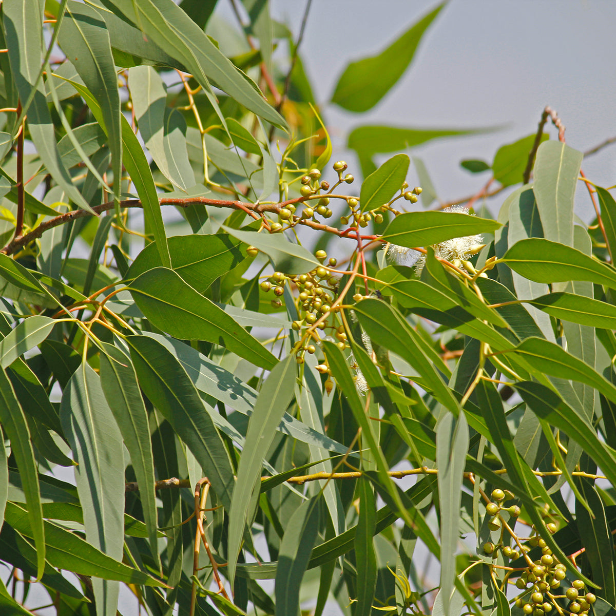 Lemon Scented Eucalyptus Seedlings Corymbia Citriodora Sprouting in Pots
