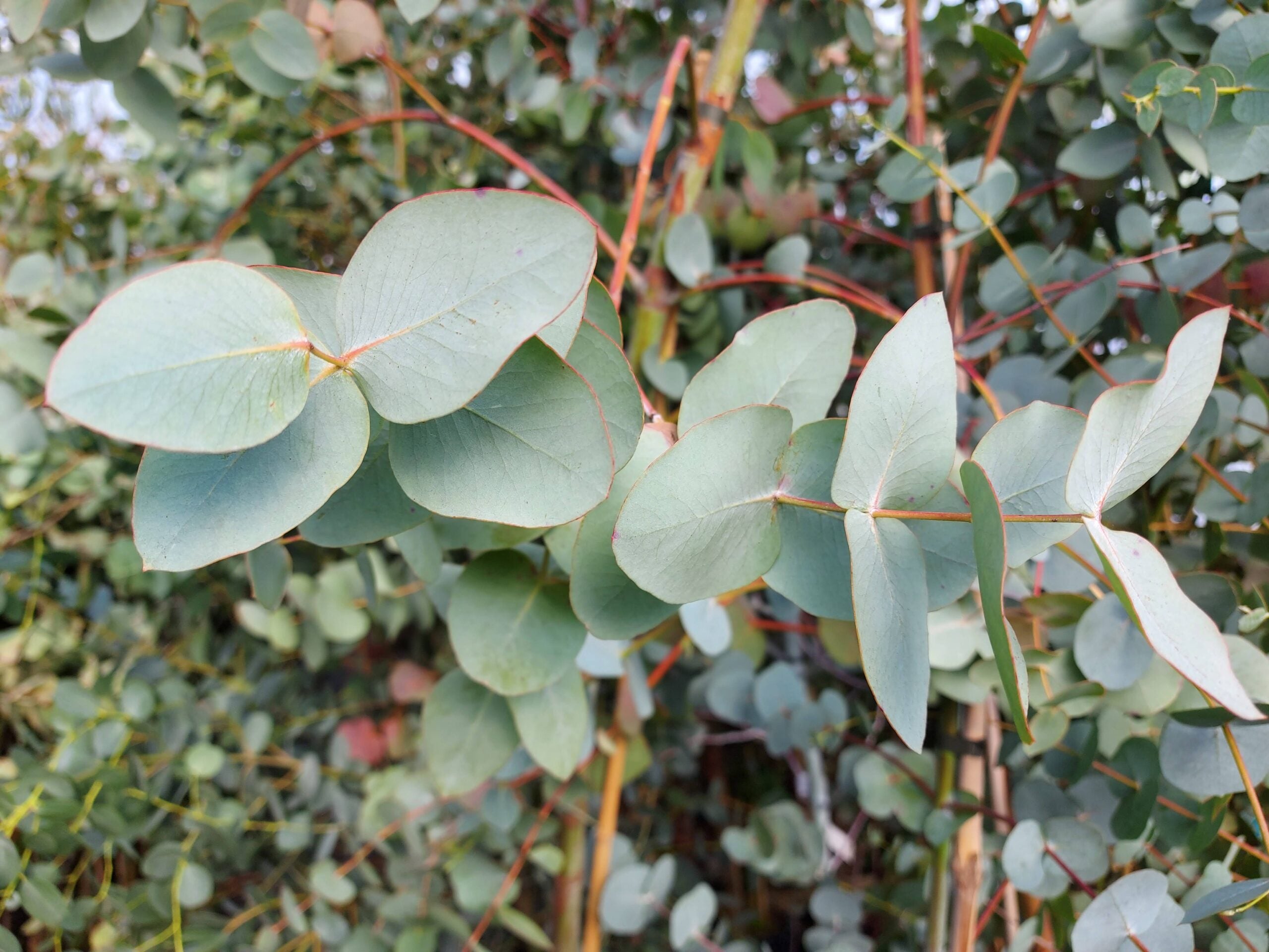 Mature Silver Eucalyptus Trees in Garden Landscape