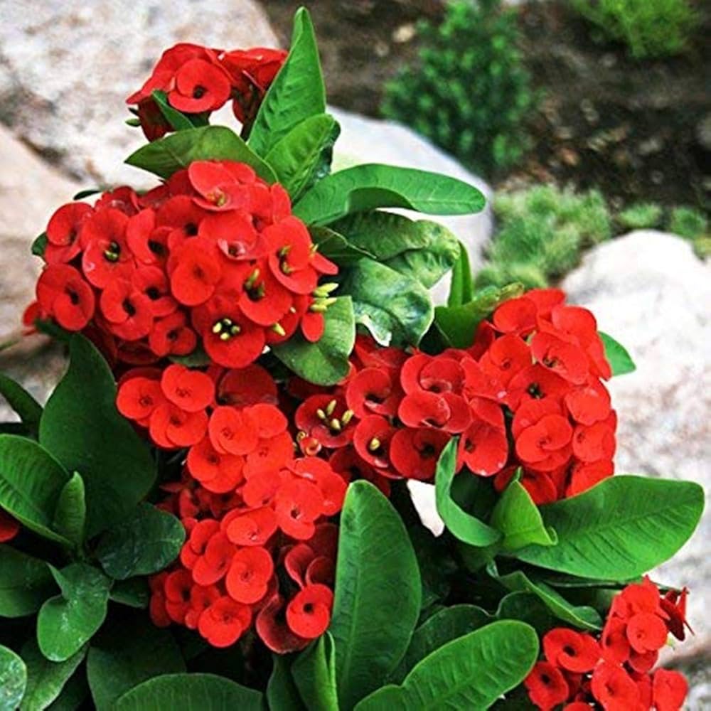Euphorbia milii seeds non GMO garden planting packet