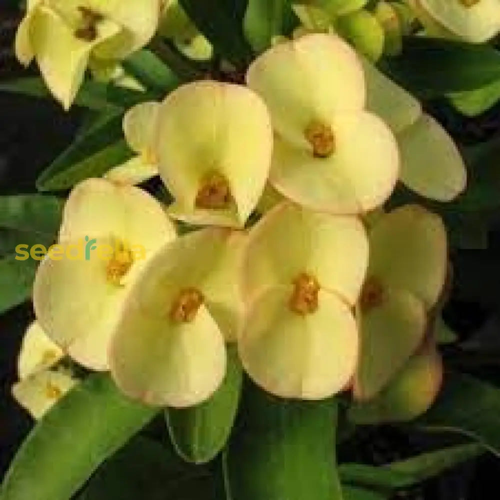 Euphorbia Milii Thorn Flower Seeds - White Mix For Easy Planting