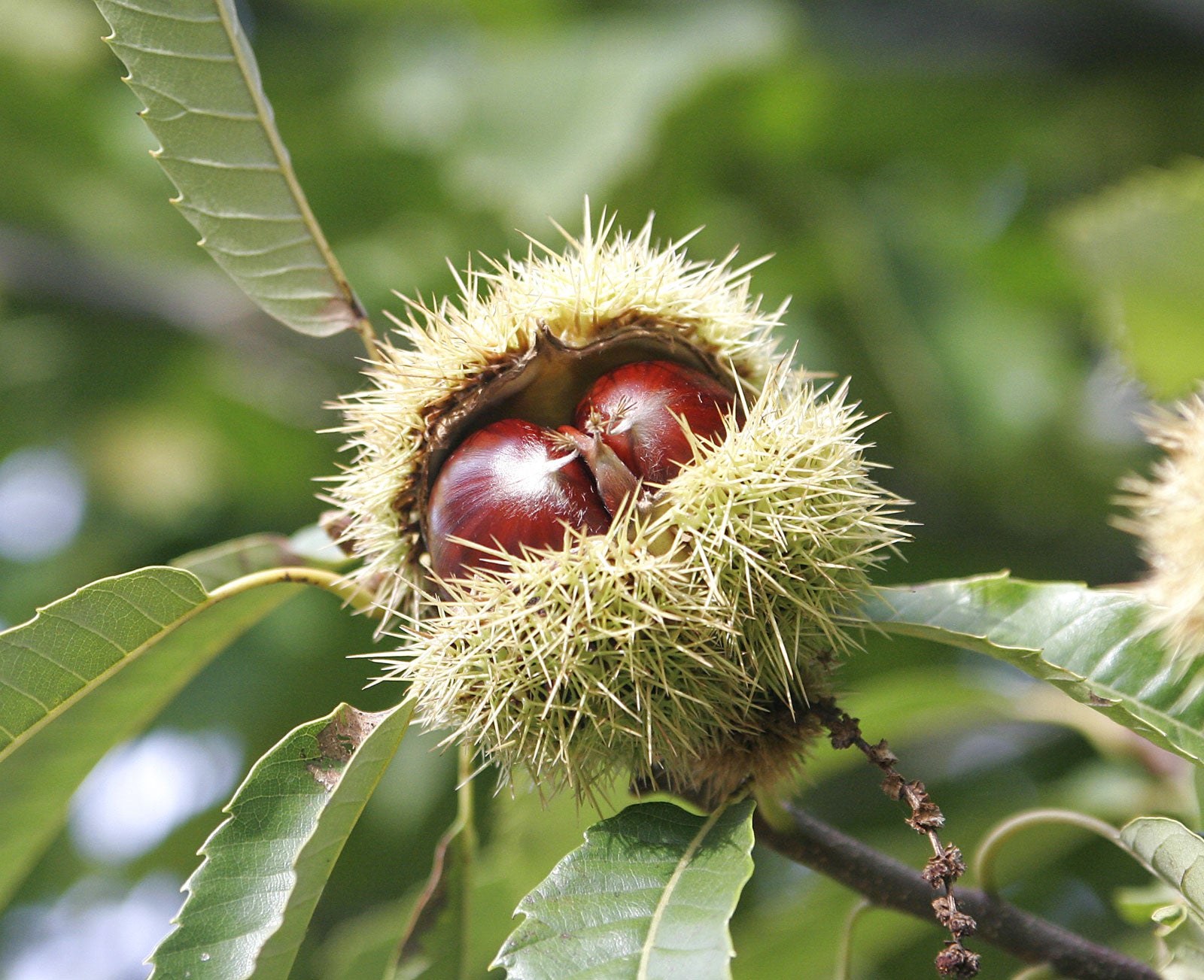 European chestnut tree seeds growing in orchard under full sunlight
