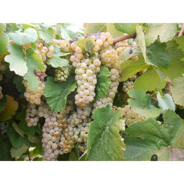 European wine grape seeds growing in home vineyard