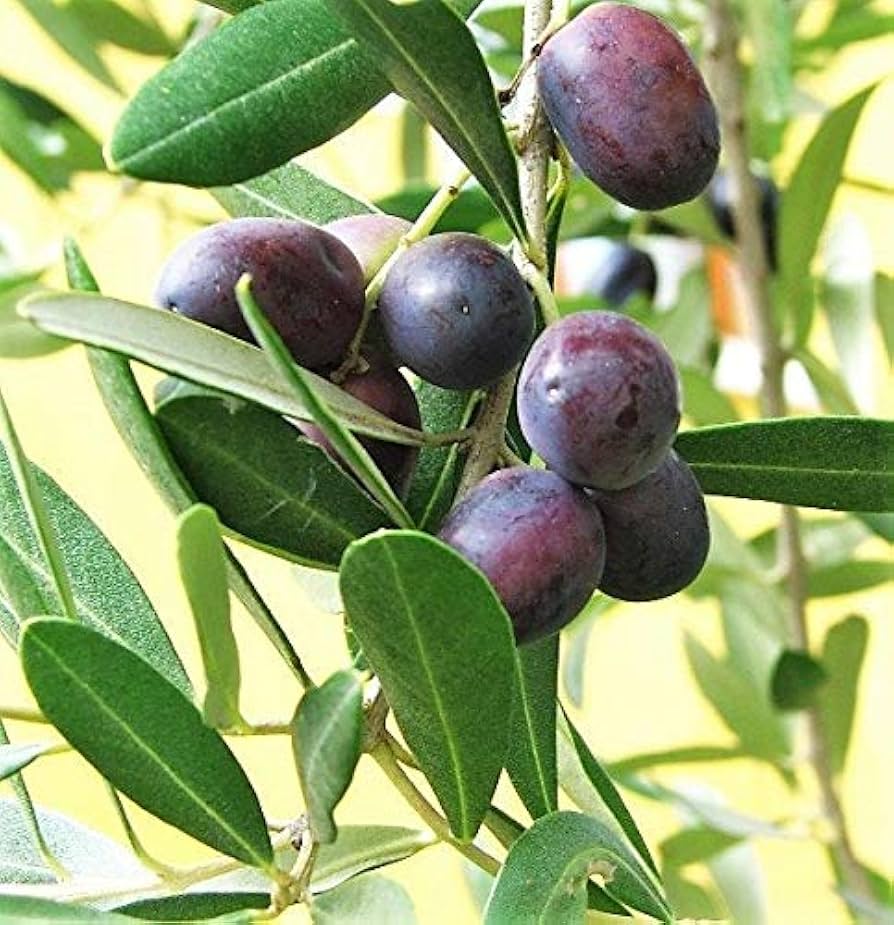 European Olive Seeds – Canino Olive Tree Edible Fruit Variety