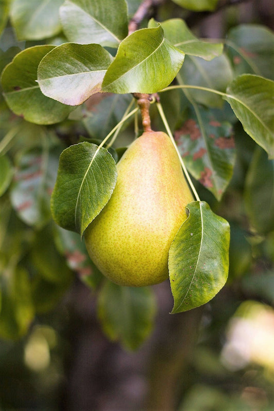 European pear tree (Pyrus communis) seeds for planting