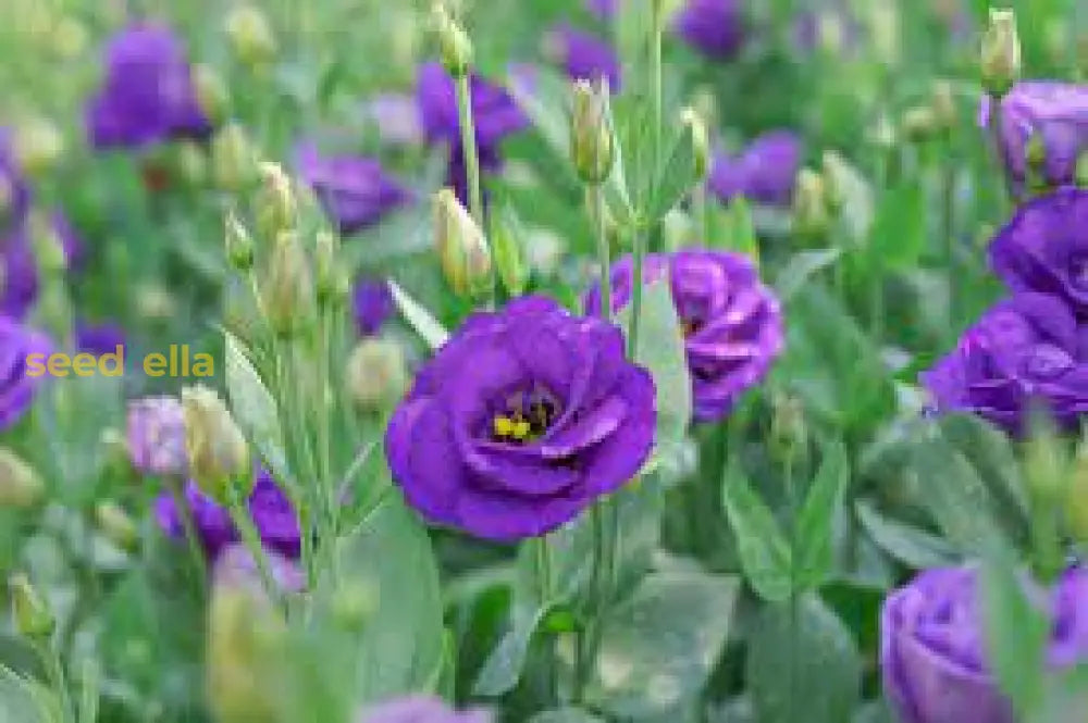 Eustoma Flower Seeds: Blue And White For Your Garden Seeds