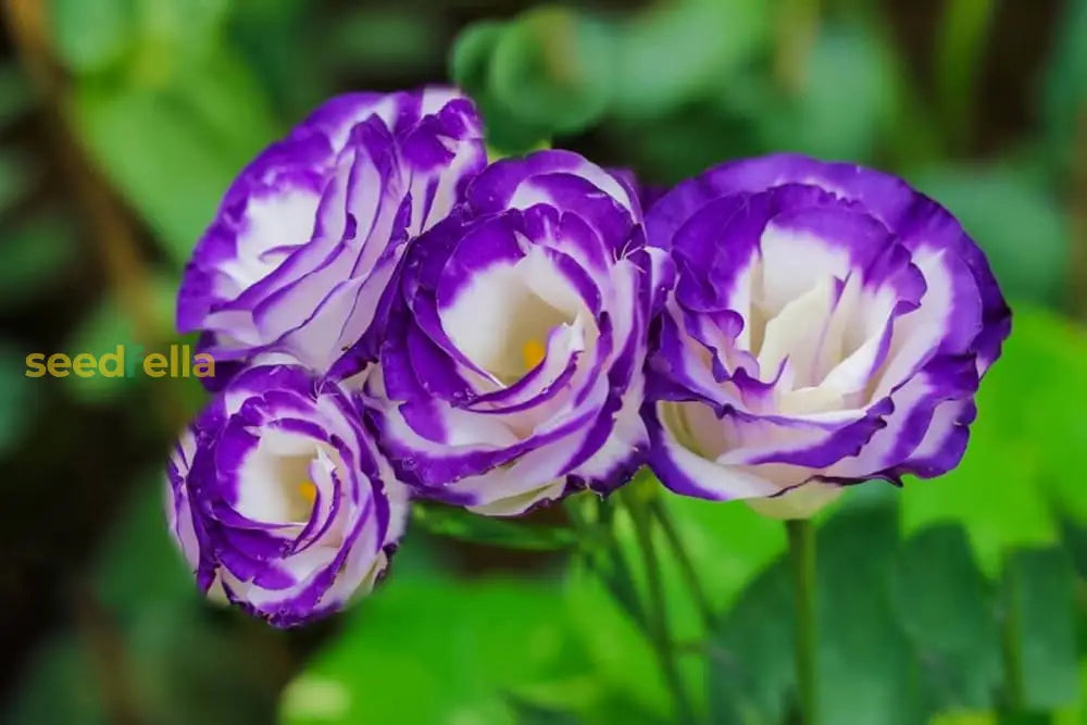 Eustoma Flower Seeds: Blue And White For Your Garden Seeds