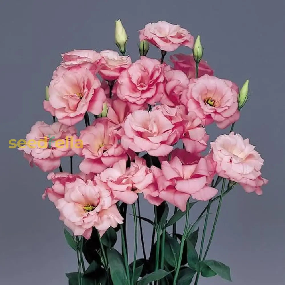 Eustoma Flower Seeds For Planting - Elegant White And Pink Blooms Your Garden