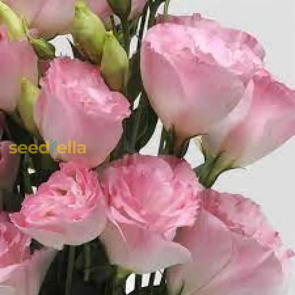 Eustoma Flower Seeds For Planting - Elegant White And Pink Blooms Your Garden