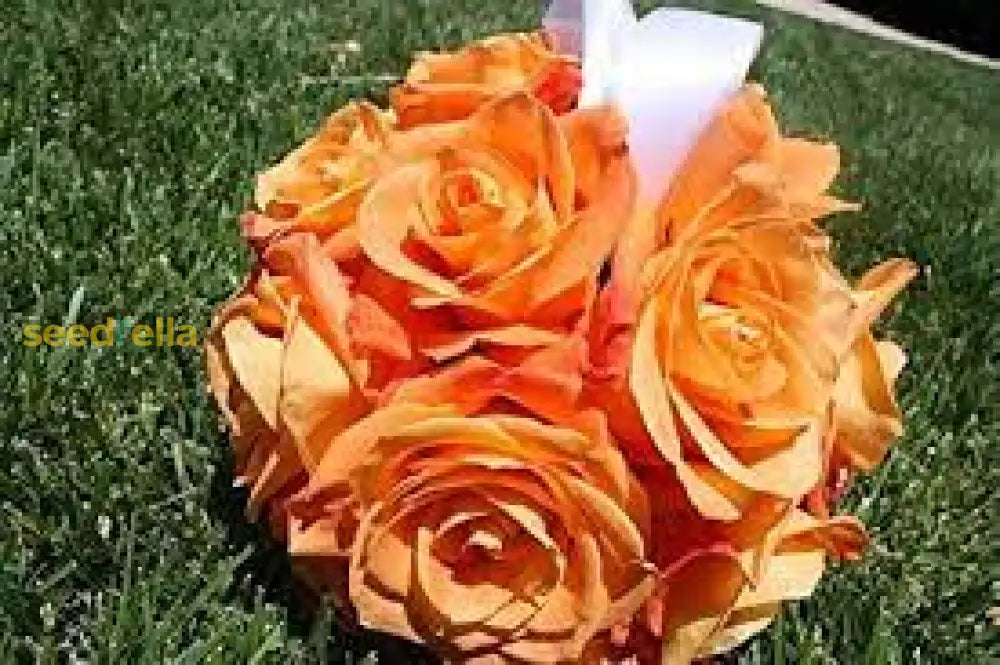 Eustoma Flower Seeds For Planting - Vibrant Orange Blooms A Beautiful Garden