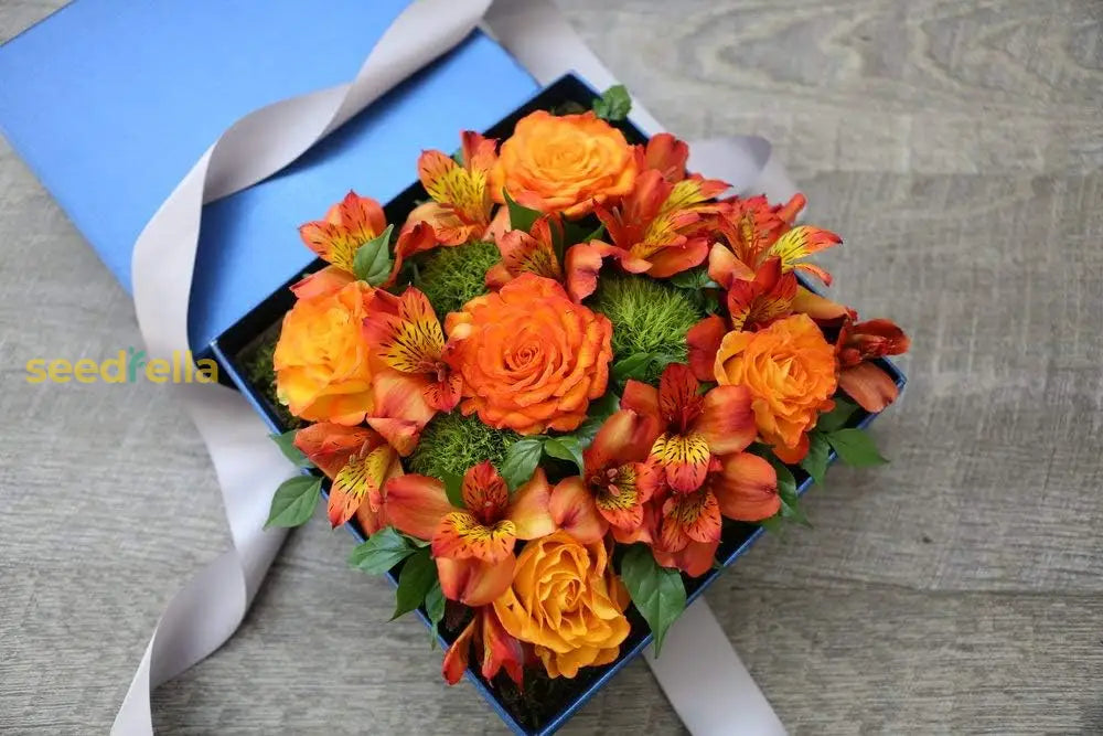 Eustoma Flower Seeds For Planting - Vibrant Orange Blooms A Beautiful Garden