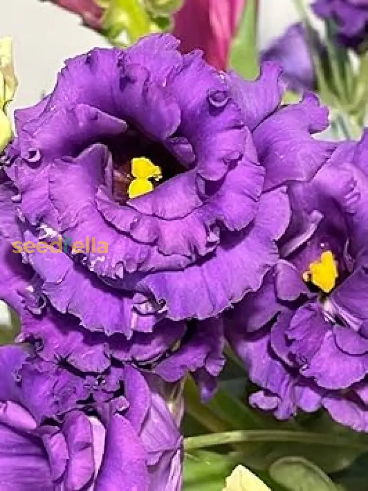 Eustoma Flower Seeds For Planting - Volite Variety