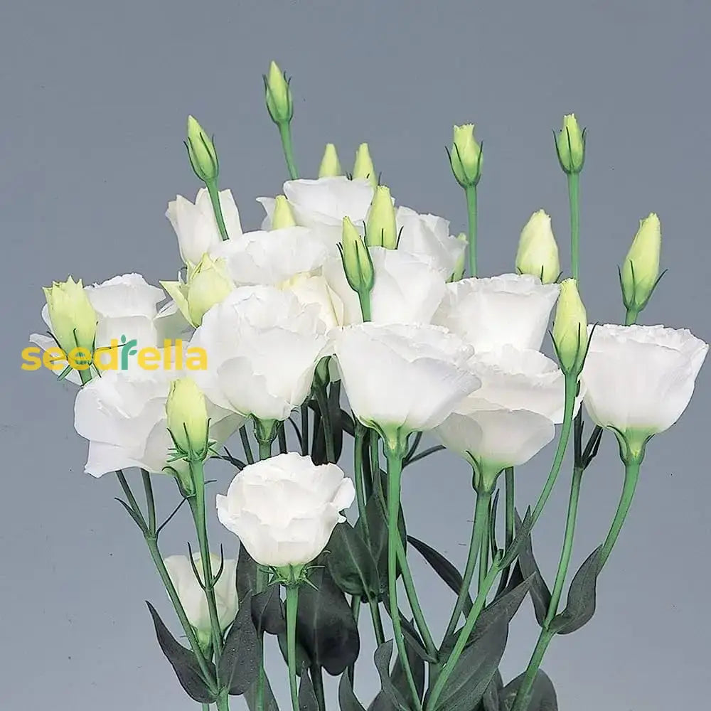 Eustoma Flower Seeds For Planting - White Blooming Annuals Beautiful Gardens