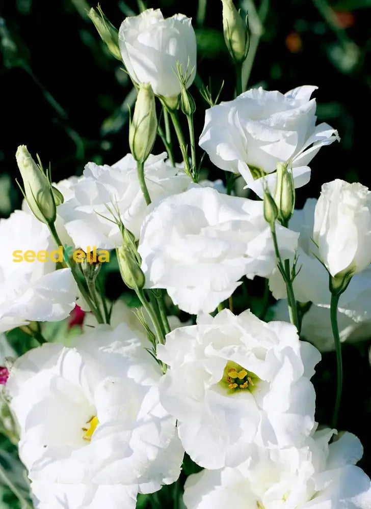 Eustoma Flower Seeds For Planting - White Blooming Annuals Beautiful Gardens