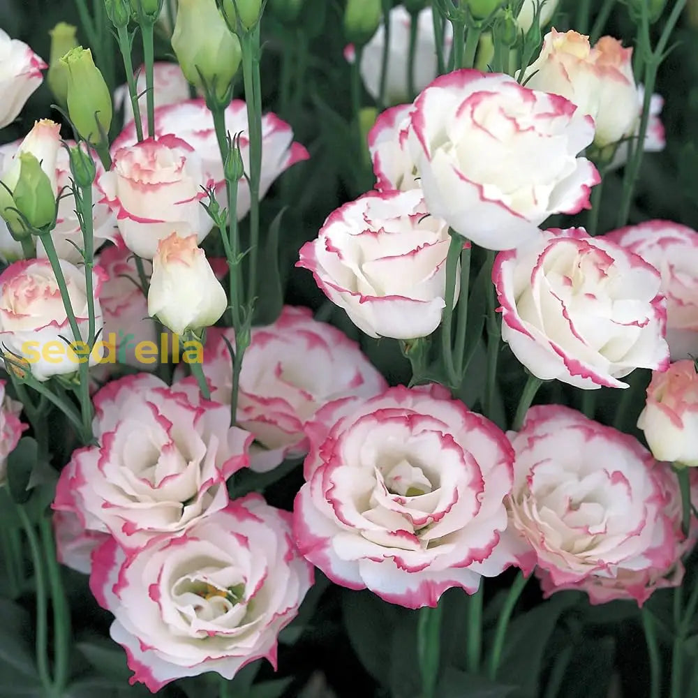 Eustoma Flower Seeds - Pink & White: Your Complete Planting Guide