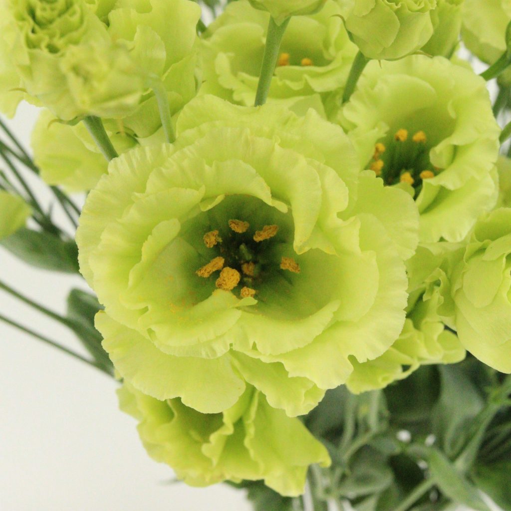 Eustoma Flower Seeds for Planting
