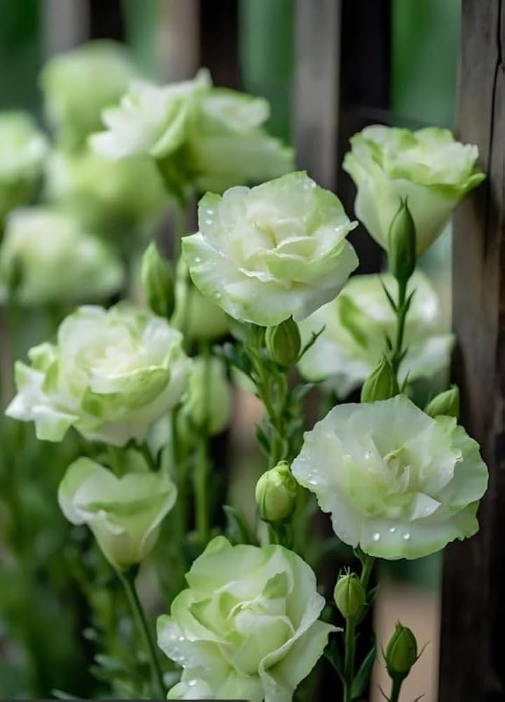 Eustoma plants creating colorful garden display