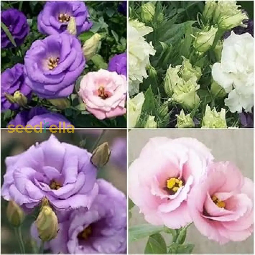 Eustoma Mix Flower Planting Seeds - Vibrant Blooms For Your Garden