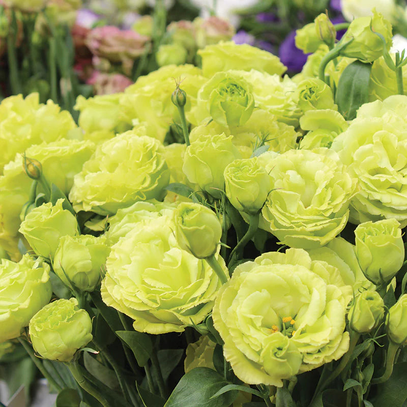 Eustoma seedlings sprouting from soil