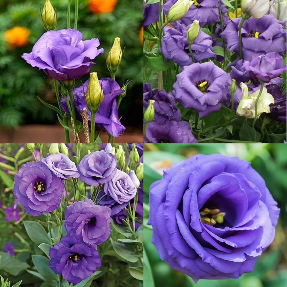 Eustoma Volite Flower Seeds for Planting