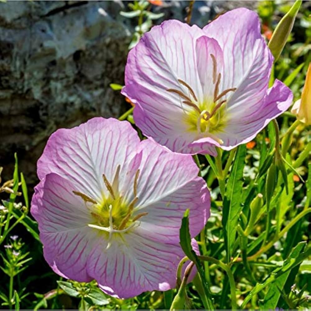 Pink Evening Primrose Plant with Green Foliage