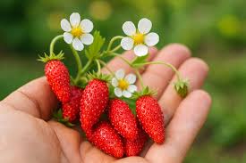 Everbearing alpine strawberry seeds non-GMO red berry plant