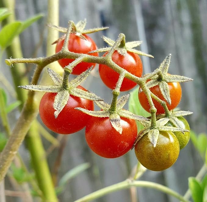 Everglades tomato seeds cherry Solanum lycopersicum planting