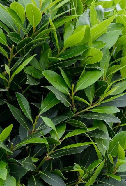 Evergreen Bay Laurel hedge grown from seeds