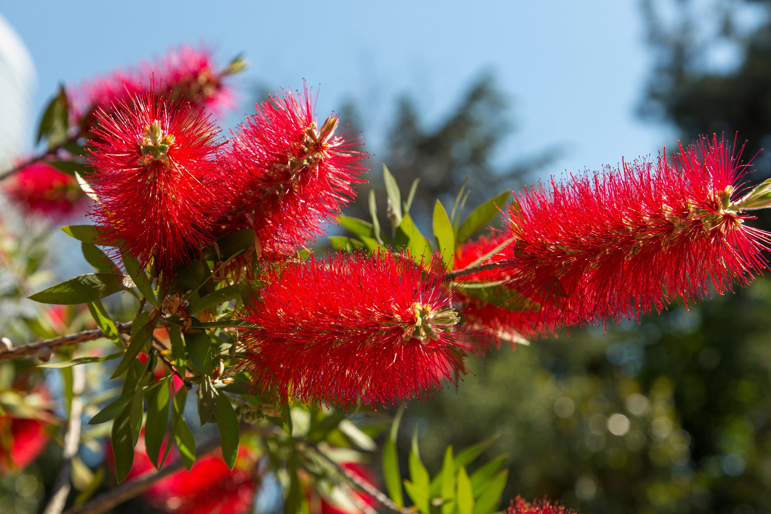  Non GMO Callistemon Citrinus seeds for outdoor planting