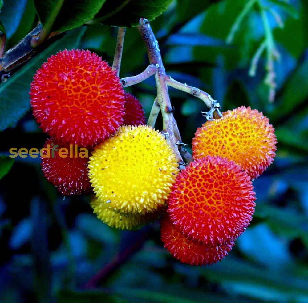 Evergreen Garden Seeds: Arbutus Fruit Planting Seeds