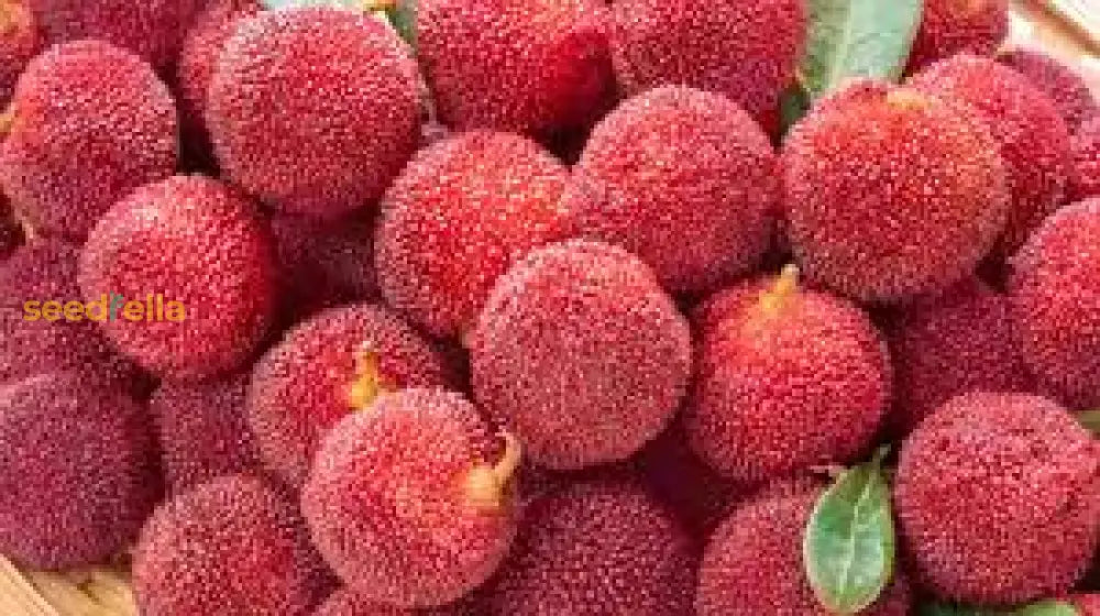 Evergreen Garden Seeds: Arbutus Fruit Planting Seeds