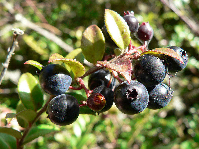 Glossy green leaves of Vaccinium ovatum shrub