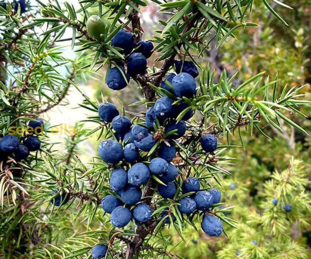 Evergreen Juniper Seeds For Planting