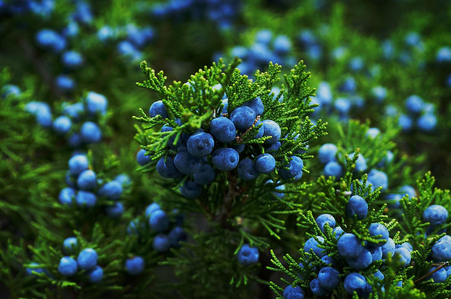 Evergreen juniper seeds for planting hardy shrubs