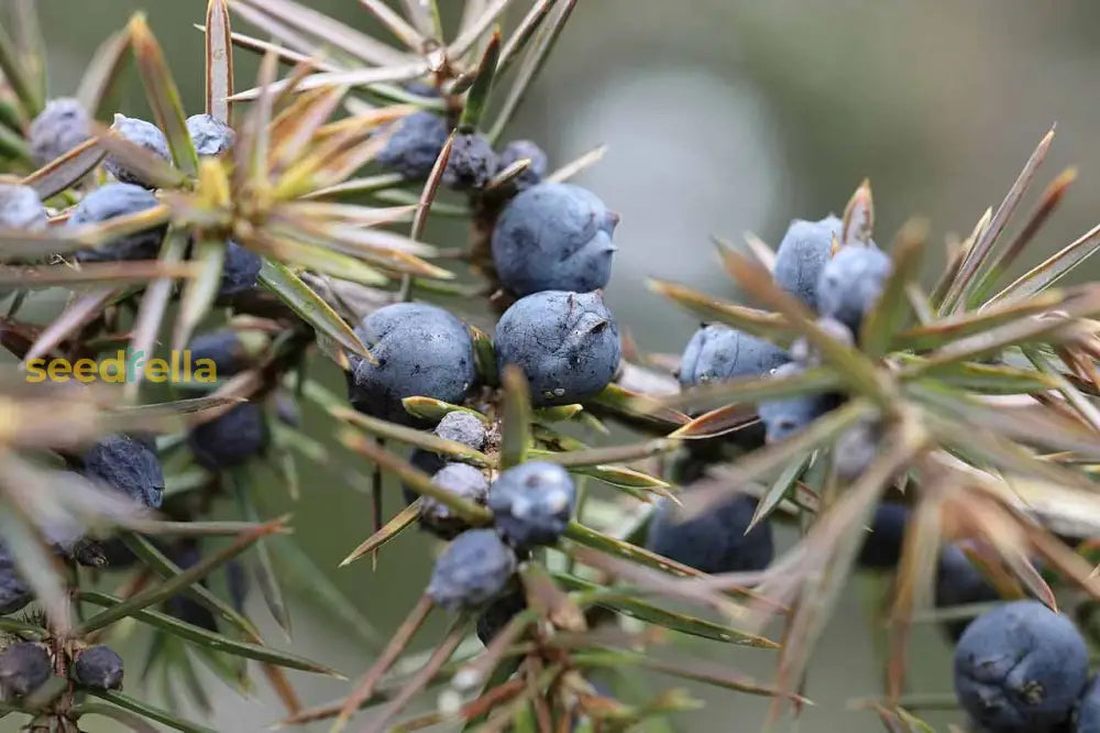 Evergreen Juniperus Shrub Seeds with Aromatic Berries