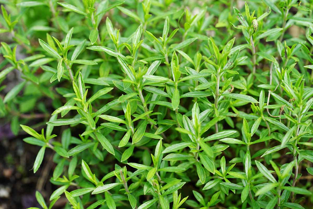 Hardy evergreen Winter Savory in full sun garden