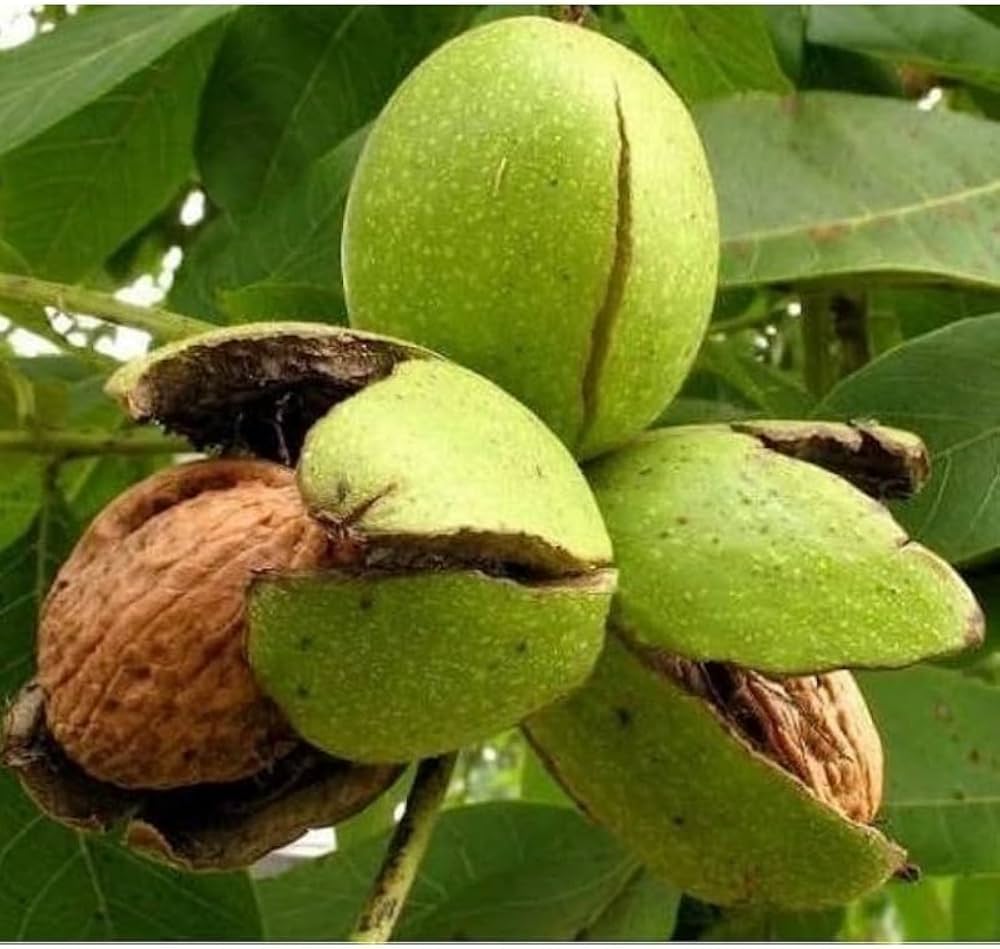 Evergreen walnut tree seeds cultivated as bonsai ornamental nut plant