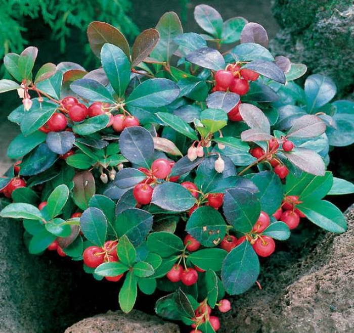 Evergreen Wintergreen Seeds – Creeping Teaberry Non-GMO Groundcover