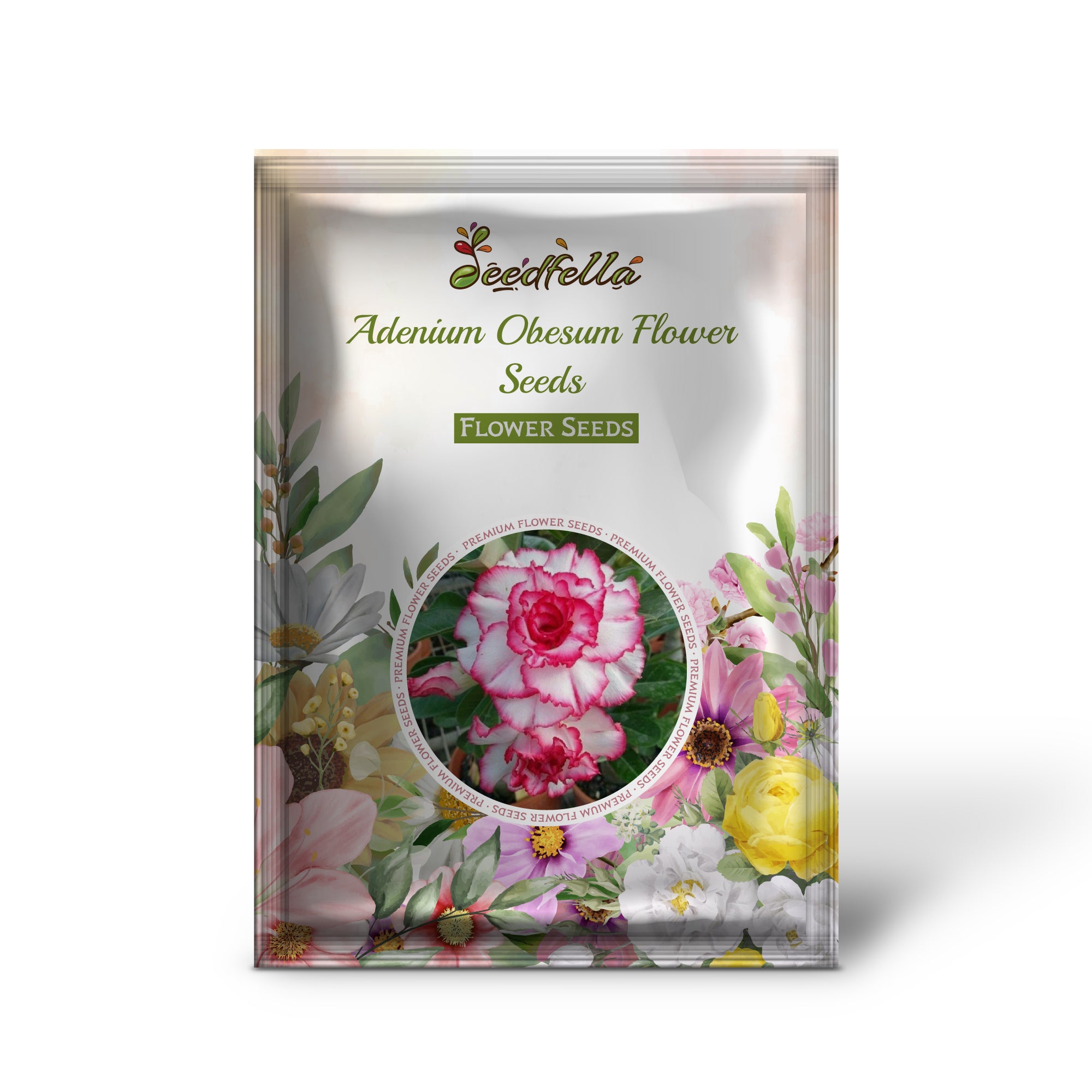 Exotic Pink and Yellow Adenium Obesum Flowers in Garden