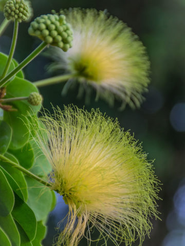 Exotic Albizia Green Variety Plant in Garden