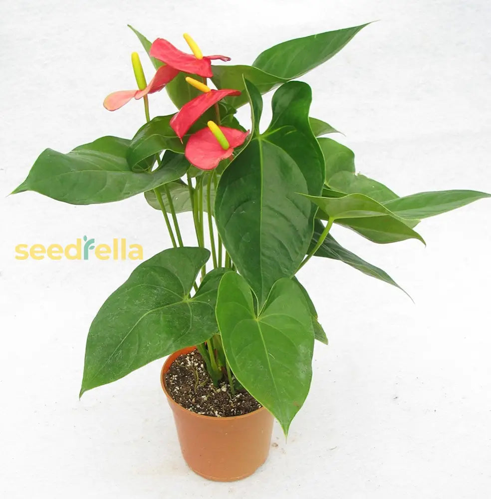 Exotic Anthurium Flower Seeds For Elegant Planting