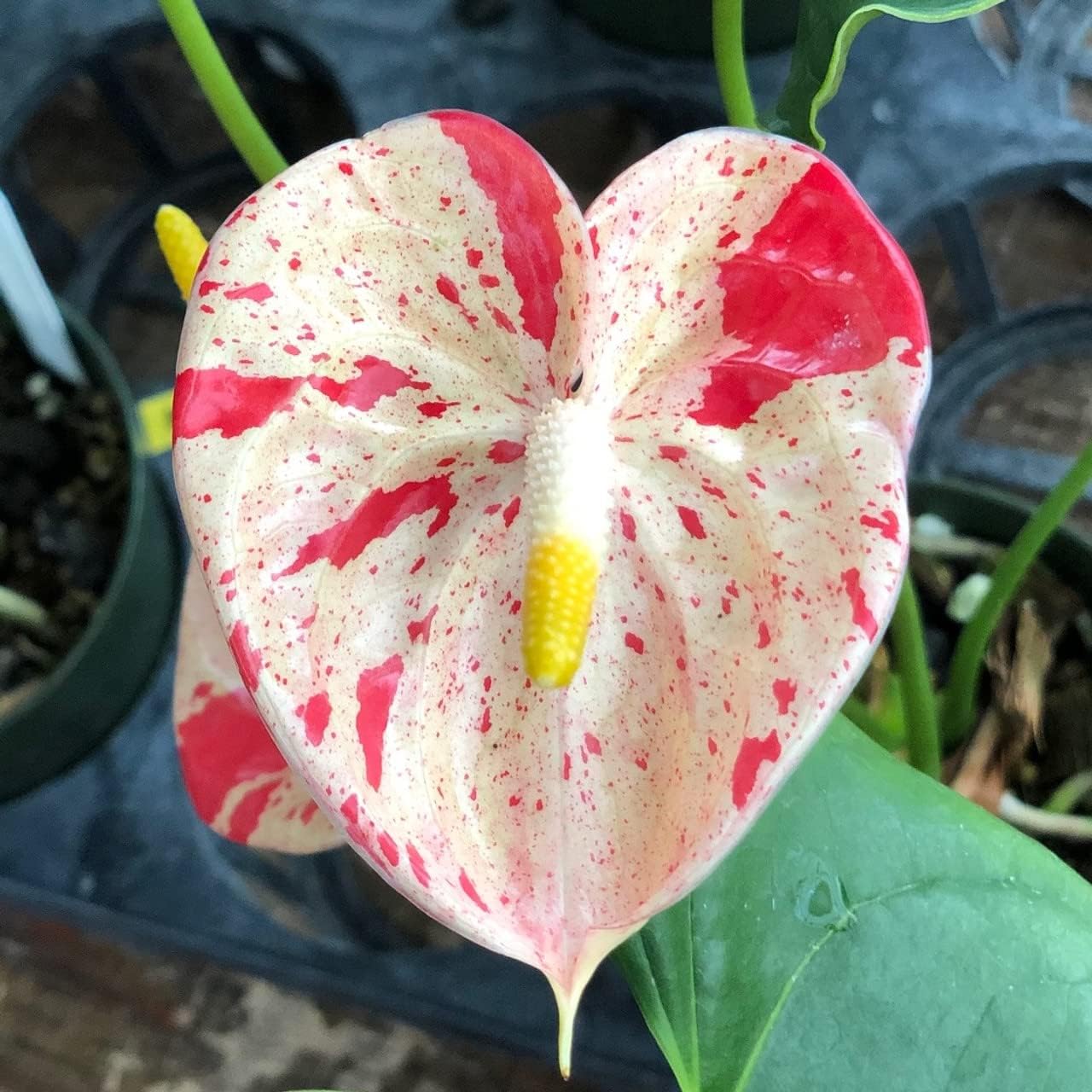 Exotic Anthurium Red & White Flower Seeds for Planting